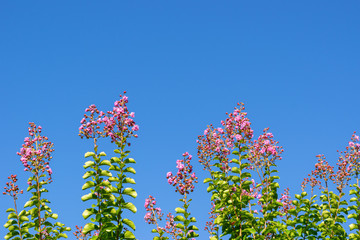 Lagerstroemia indica (Crape Myrtle) against blue sky background