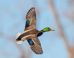 Mallard Drake in flight