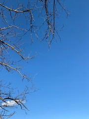 Silhouette of tree branches in the pure blue sky background