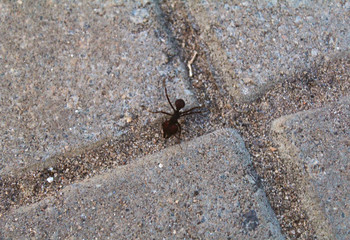 tiny little and on the ground