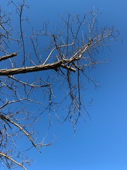 Silhouette of tree branches in the pure blue sky background