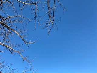 Silhouette of tree branches in the pure blue sky background