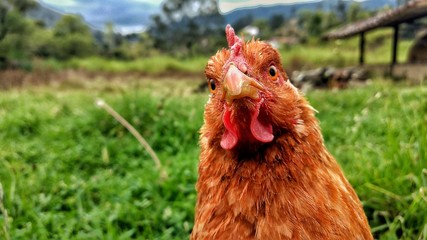 brown hen and chickens