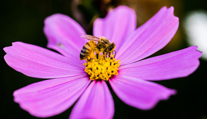 Fototapeta premium Bee with pink cosmos flowers