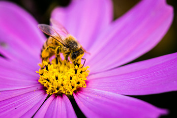 Bee with pink cosmos flowers
