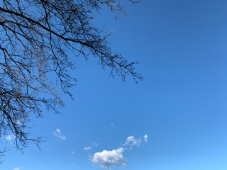 Silhouette of tree branches in the pure blue sky background