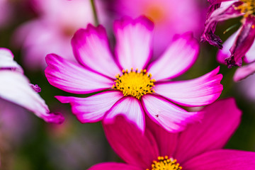 Obraz premium Fall cosmos field flowers background flowers close up