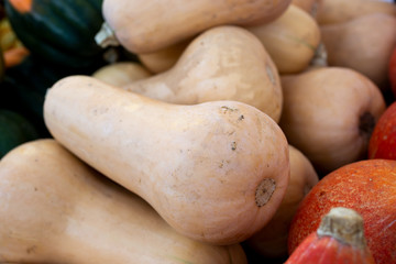 A closeup view of several butternut squash on display at a local farmers market.