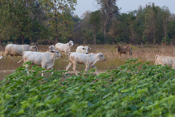 Obraz premium A herd of cows running in the grassland