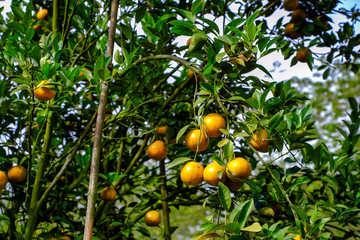 oranges fruits on the trees in garden for harvesting season