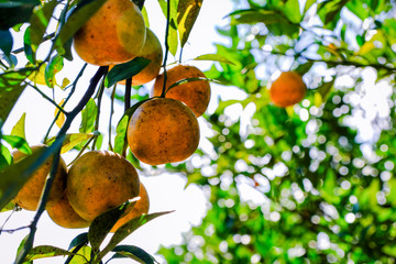 oranges fruits on the trees in garden for harvesting season
