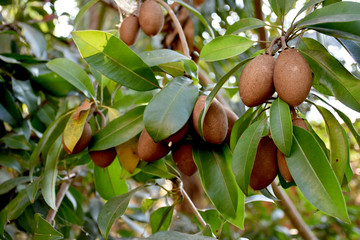 Manilkara zapota, commonly known as sapodilla, sapota, chikoo, naseberry, or nispero is a long-lived, evergreen tree native to southern Mexico, Central America and the Caribbean.