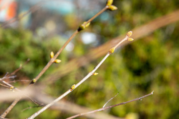 The first leaves begin to spring up in the trees.