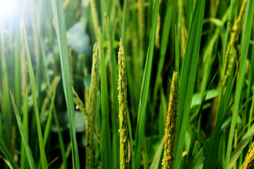 Rice field in Wiang Sa, Nan, Thailand