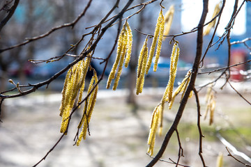 background with spring birch branches catkins in the city
