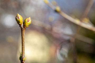 The first leaves begin to spring up in the trees.