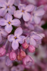 Fond floral lilas  © troogpicture