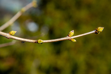 The first leaves begin to spring up in the trees.