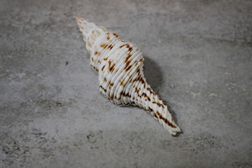 starfish on the beach