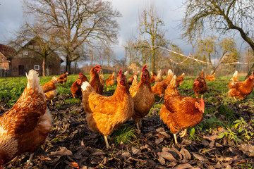 Free range organic chickens poultry in a country farm, germany