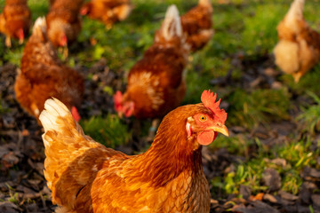 Free range organic chickens poultry in a country farm, germany