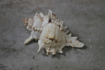 shell on the beach
