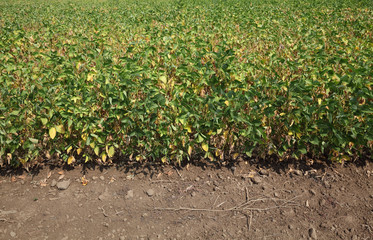 Soybean field in summer