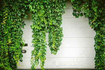White wall covered with ivy