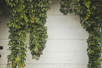 White wall covered with ivy
