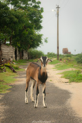 Lone goat in a village street