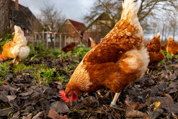 Free range organic chickens poultry in a country farm, germany