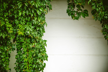 White wall covered with ivy