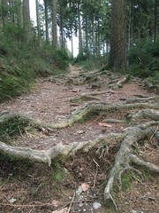 Waldpfad mit Wurzeln