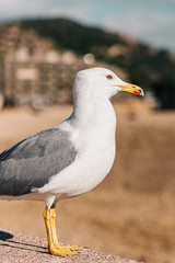 Beautiful seagull looking the sea on a beach