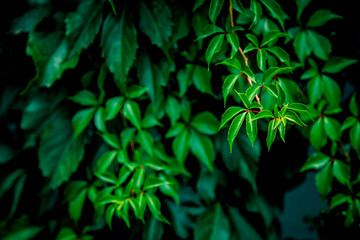 Naklejka na ściany i meble Background texture of green ivy