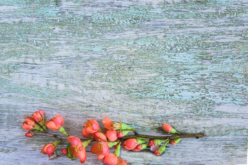 Greeting background with twig of chaenomeles blossom on old paint wooden background. Copy space, flat lay