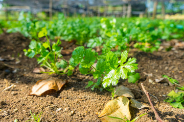 Fresh green coriander in garden or farm field