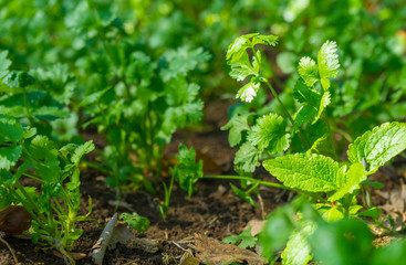 Fresh green coriander in garden or farm field