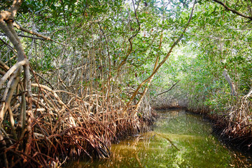 Mangrove Swamp in La Boquilla, Colombia