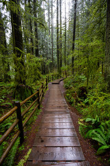Fototapeta premium Lynn Canyon Park, North Vancouver, British Columbia, Canada. Beautiful Wooden Path in the Rainforest during a wet and rainy day.