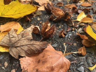 Herbstlaub mit Buchecker