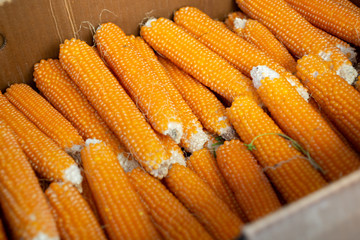 A box full of popping corn on display at a local farmers market.