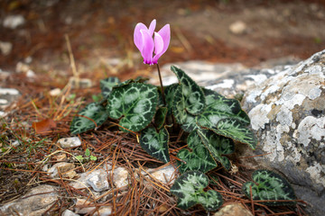 Cyclamen Graecum (Greek cyclamen) flowers in natural enviroment grown by rotten wood