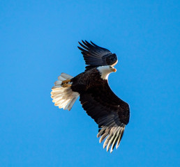 bald eagle in flight