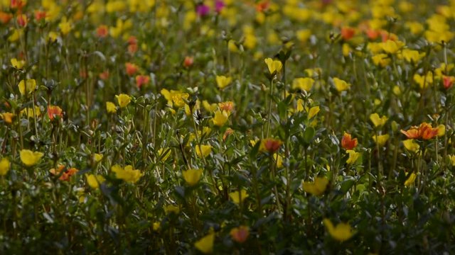 The yellow portulaca oleracea flowers are beautify,Portulaca oleracea flowers in the garden,Close up Yellow Portulaca flower. (Scientific name Portulaca oleracea)