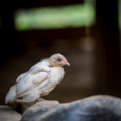 chicken