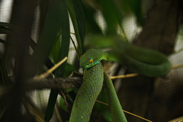 green snake