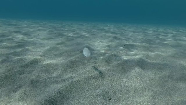 Razorfish swims above sandy bottom. Pearly Razorfish or Cleaver Wrasse (Xyrichtys novacula) Underwater shot. Mediterranean Sea, Europe.