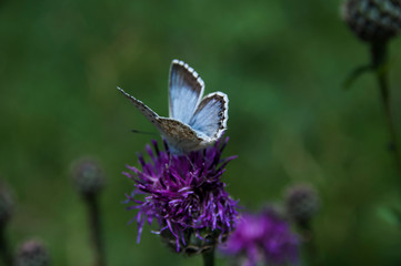 Masonbachfall - Braz - Innerbraz - Klostertal