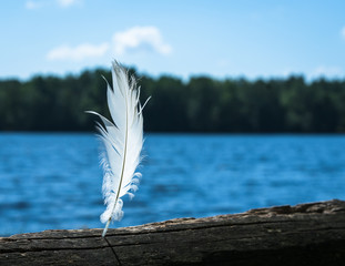 close-up, white bird's hair inserted in a wooden slot; focus and sharpness on the feather